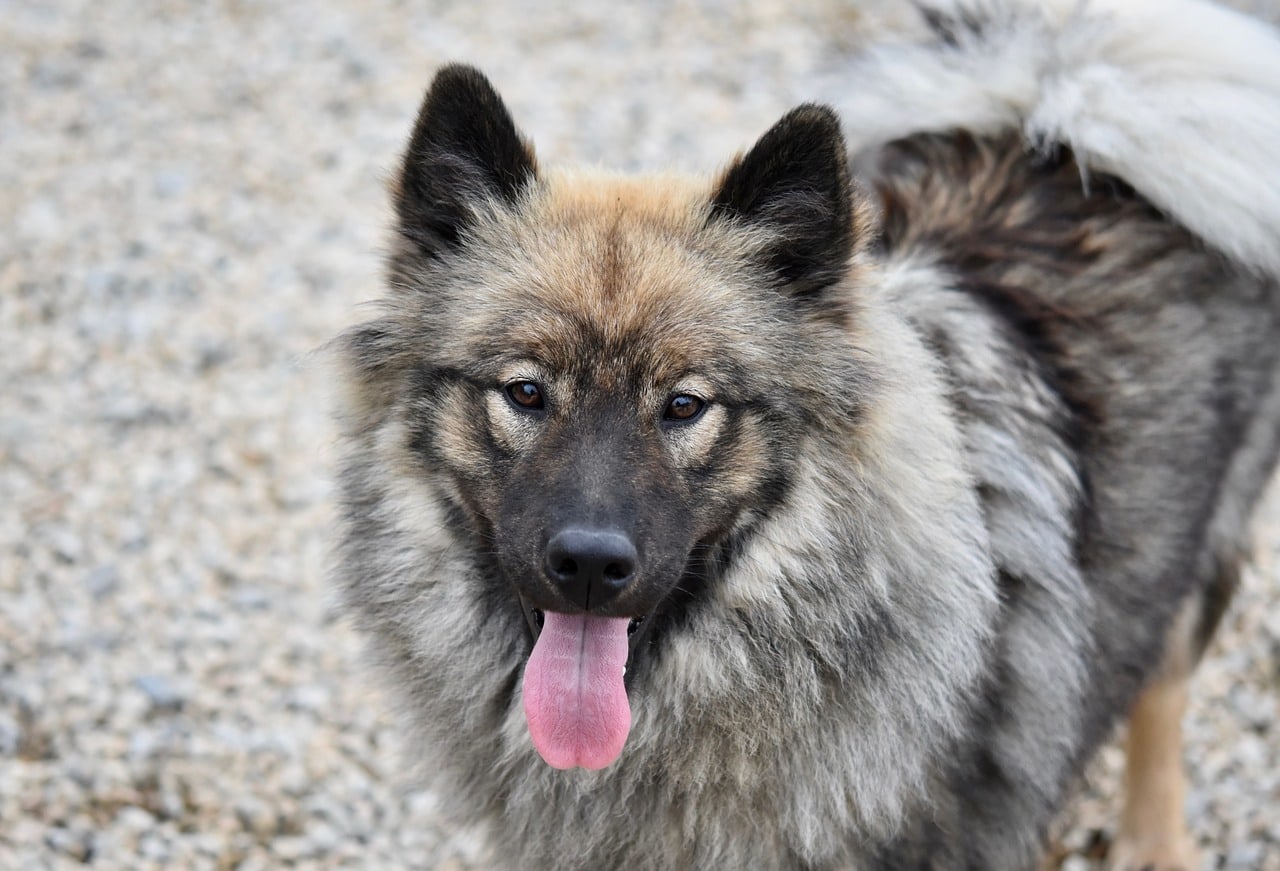 eurasier