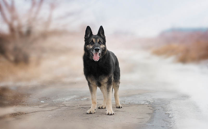 european german shepherd on the road