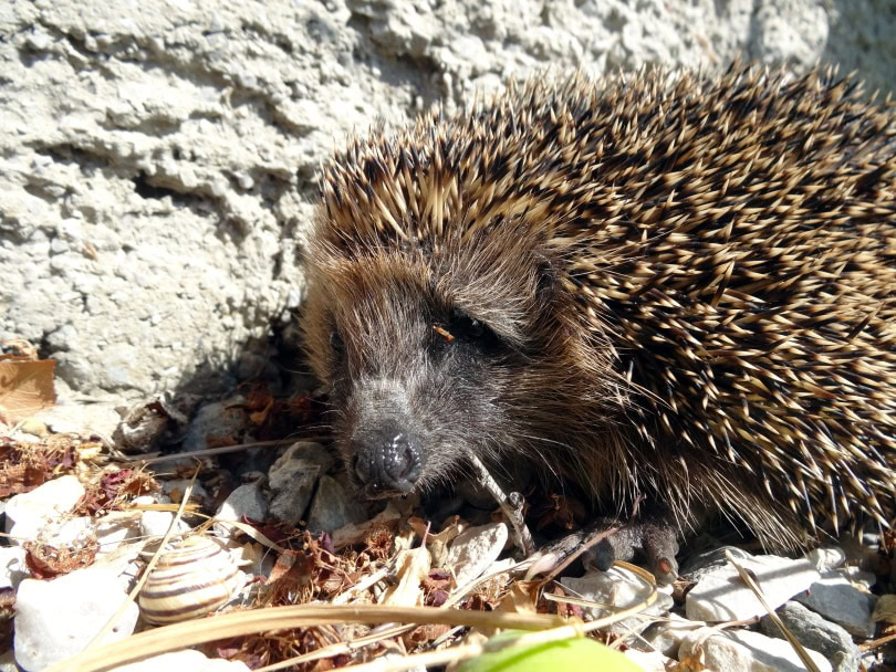 european hedgehog