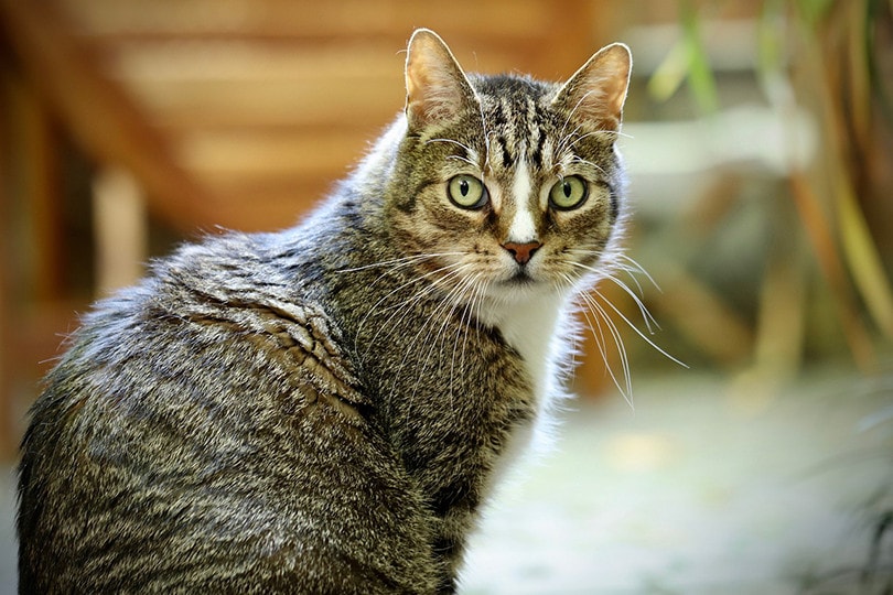 european shorthair cat close-up