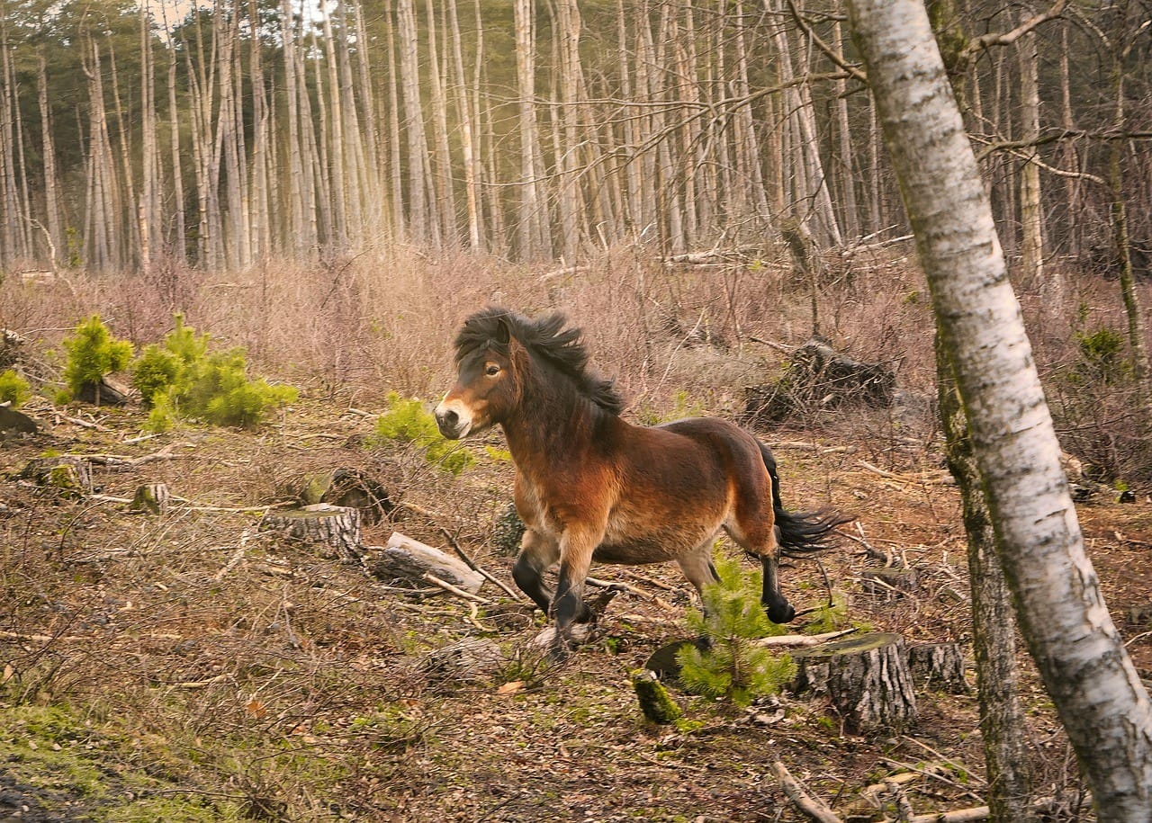exmoor pony