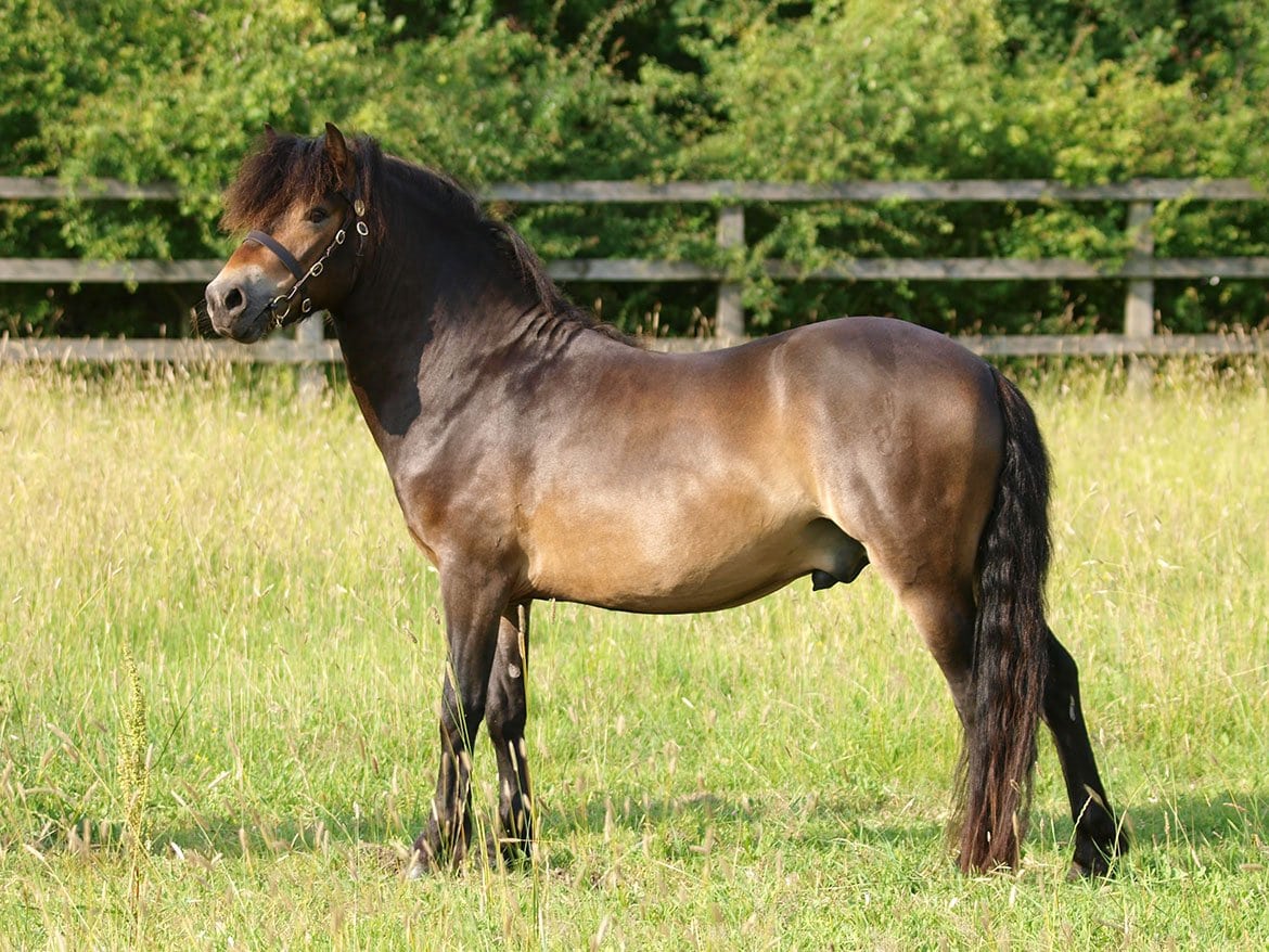 exmoor pony