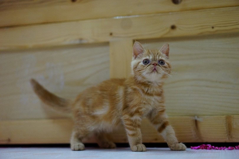 exotic shorthair kitten