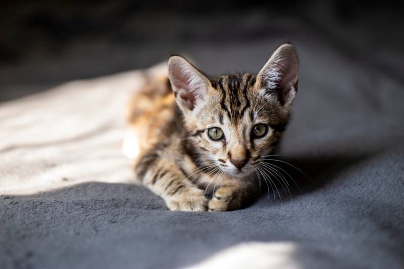 f4 savannah kitten lying on the bed