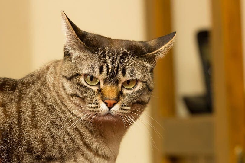 face of an australian mist cat