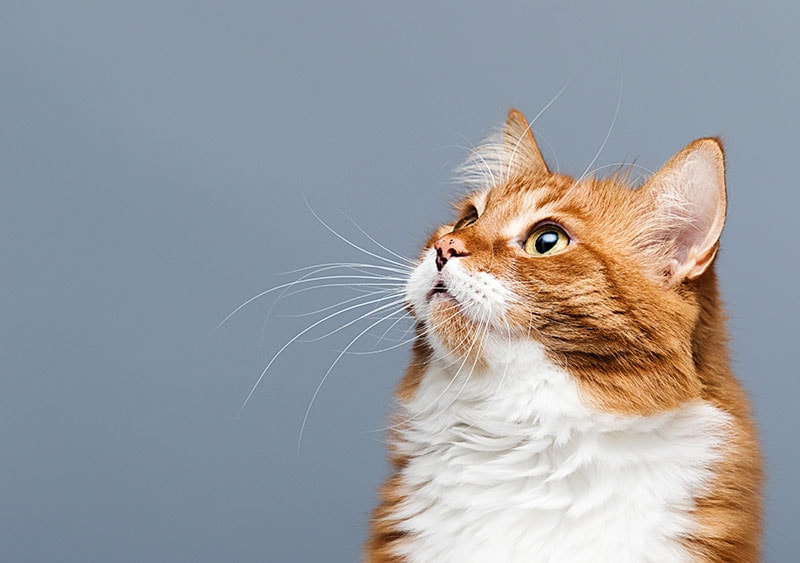 face red cat looking up