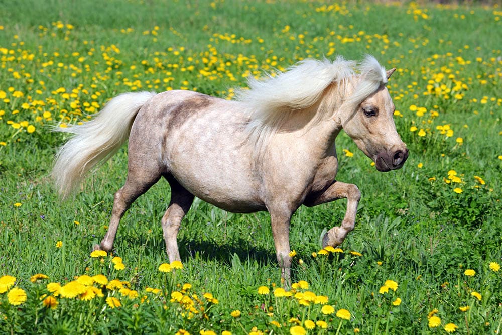 Falabella pony galloping
