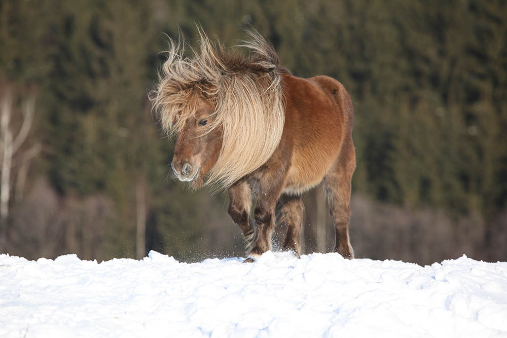 Falabella walking in the snow