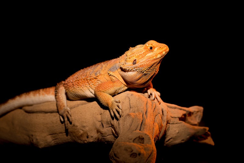fancy bearded dragon