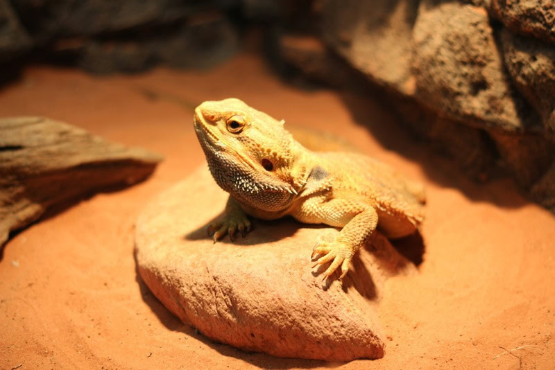 fancy bearded dragon