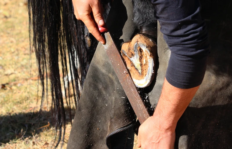 farrier filing horse hoof shoe