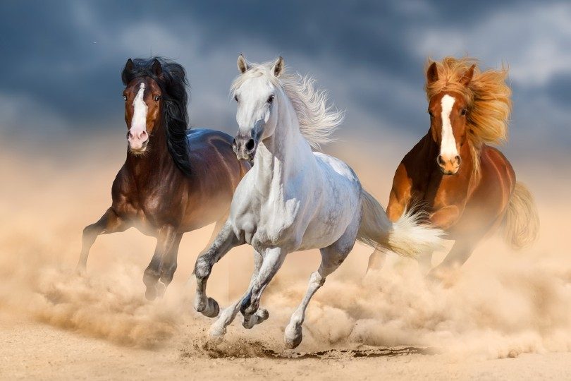 fastest horse breeds