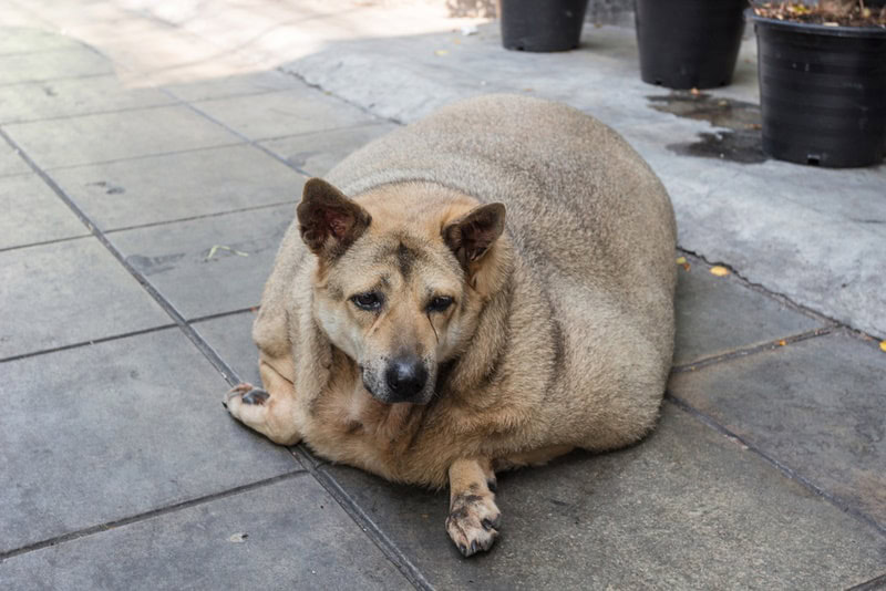 fat dog lying on the floor