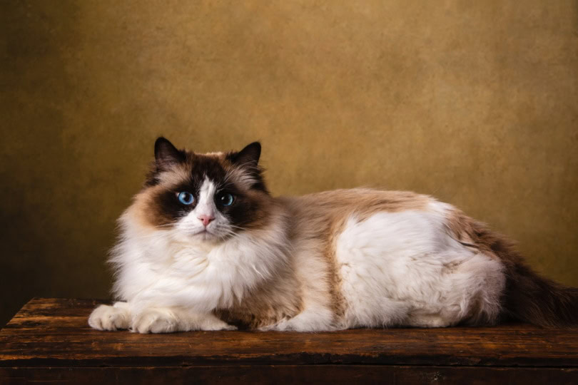 fat ragdoll cat
