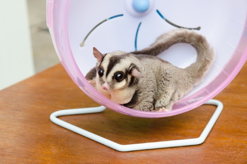 sugar glider exercise_Monkeyoum, Shutterstock