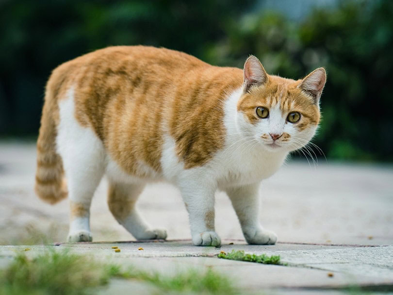 fat tabby cat standing outdoor