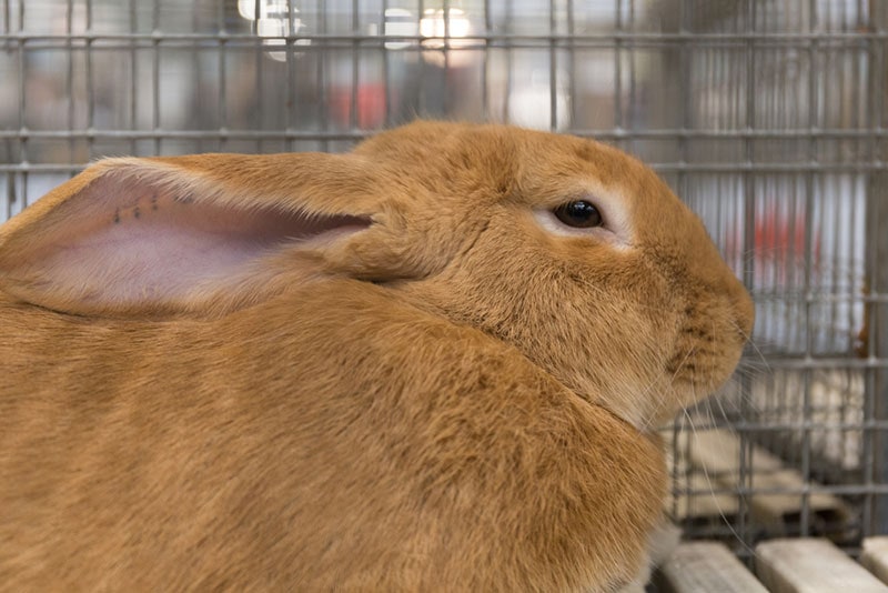 fauve de bourgogne rabbit in the cage