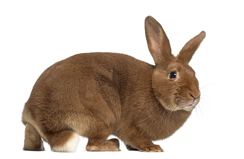 fauve de bourgogne rabbit on white background