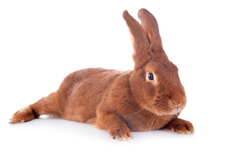 fauve de bourgogne rabbit on white background