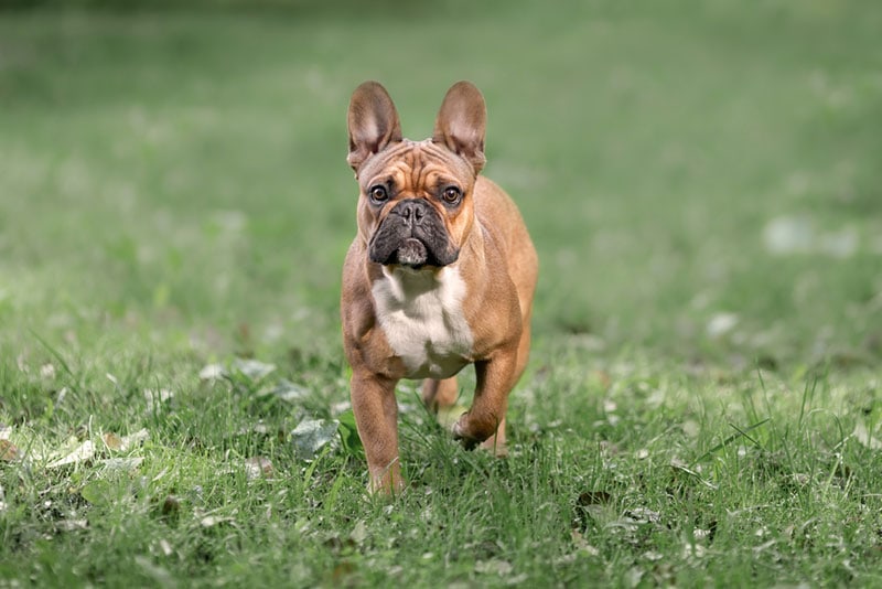 Fawn French Bulldog walking on grass