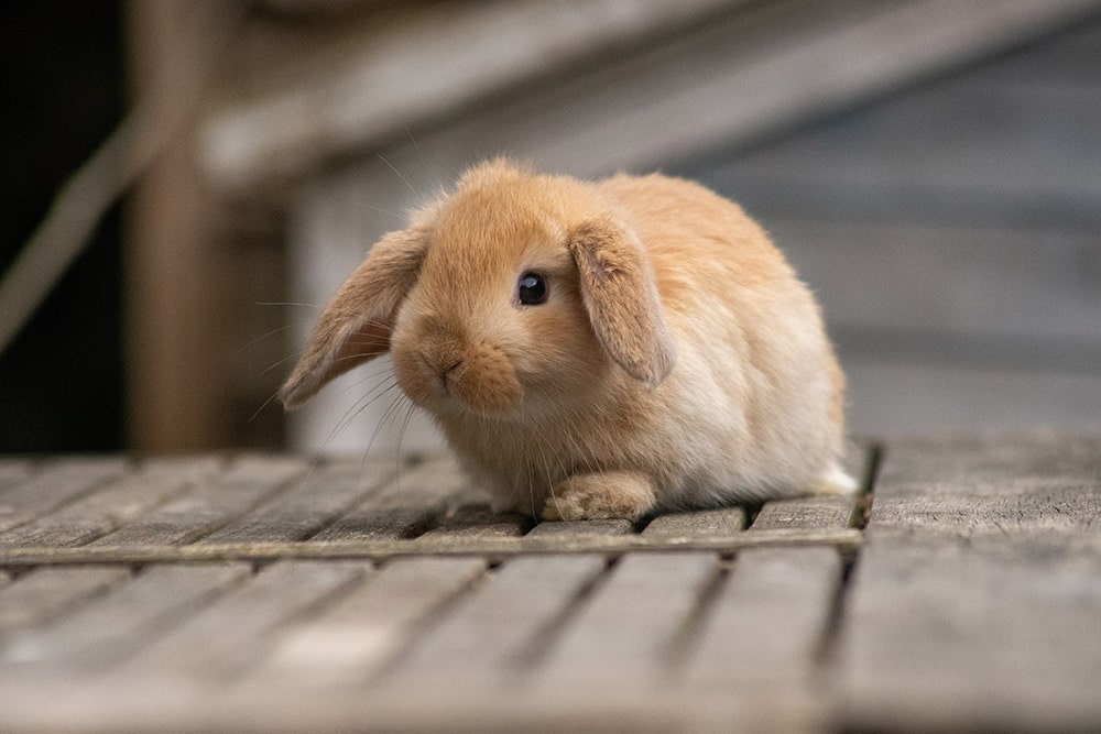 Fawn Mini Lop rabbit