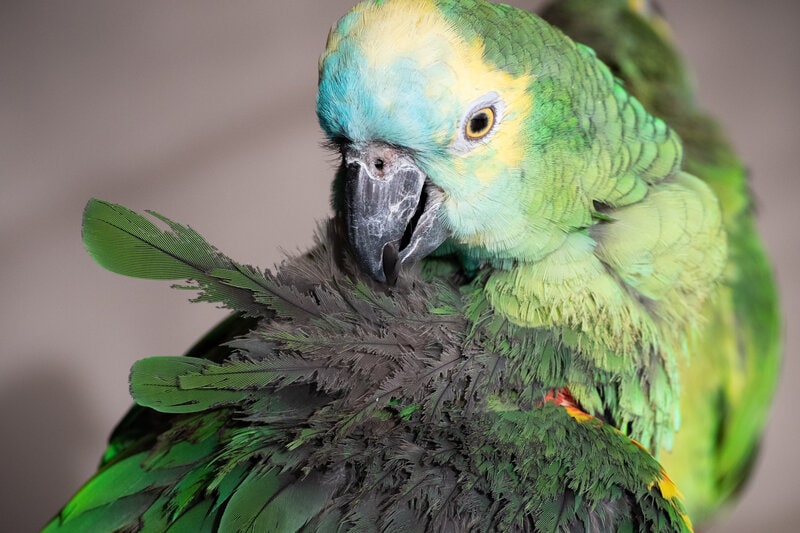 Blue fronted amazon parrot, feather picking