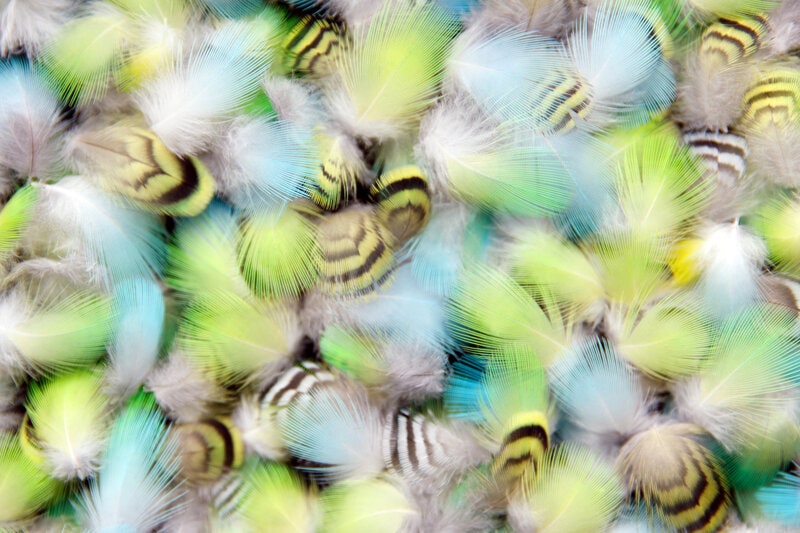 Feathers from molting budgerigar