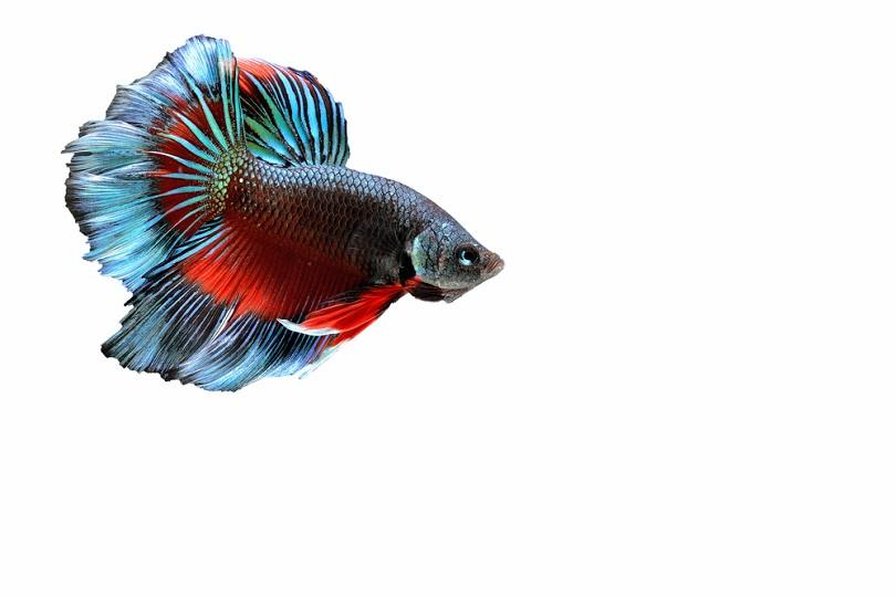 Round Tail Betta splendens_BAUSRIYOSTHIYA_shutterstock
