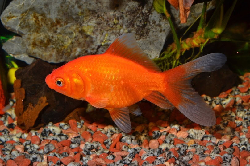 feeder goldfish