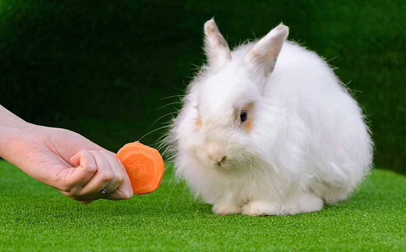 feeding a Decorative white angora rabbit closeup with a carrot