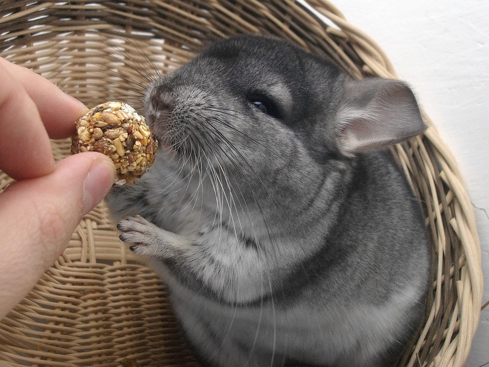 feeding a chinchilla