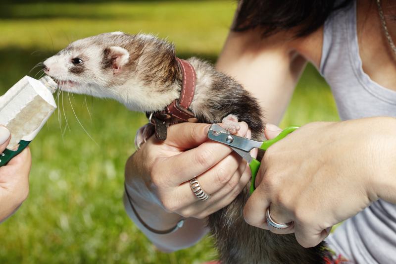 feeding a ferret while cutting nails in the park