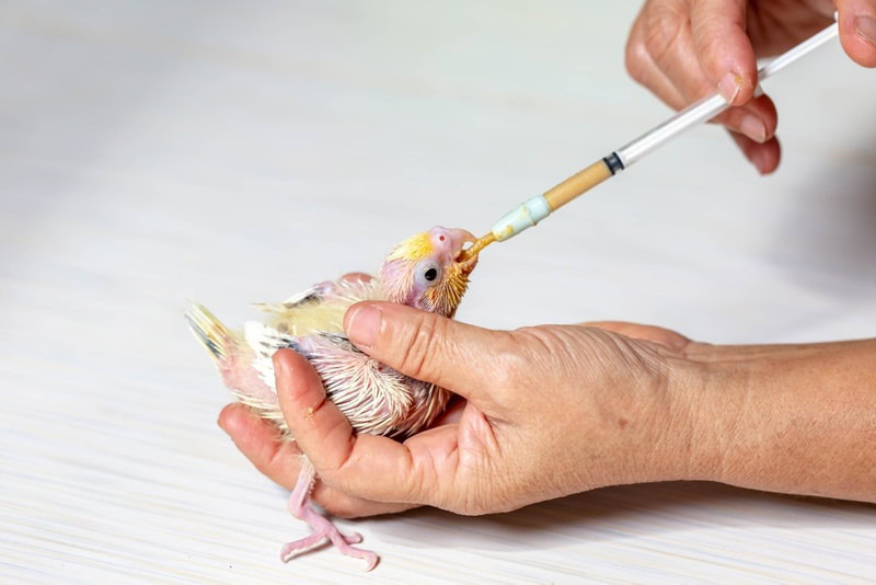 feeding baby cockatoo