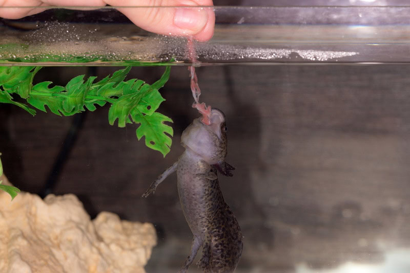 feeding black axolotls