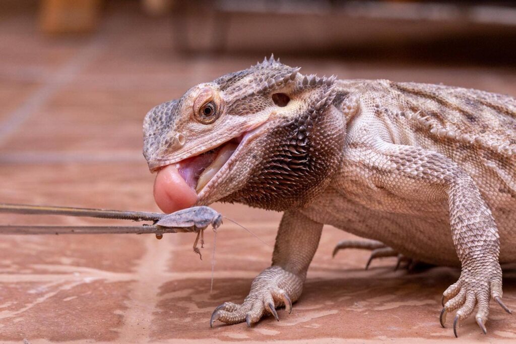 feeding cricket to a bearded dragon