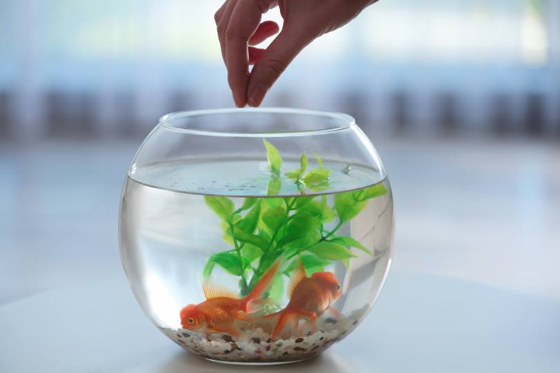 feeding goldfish_New Africa_Shutterstock