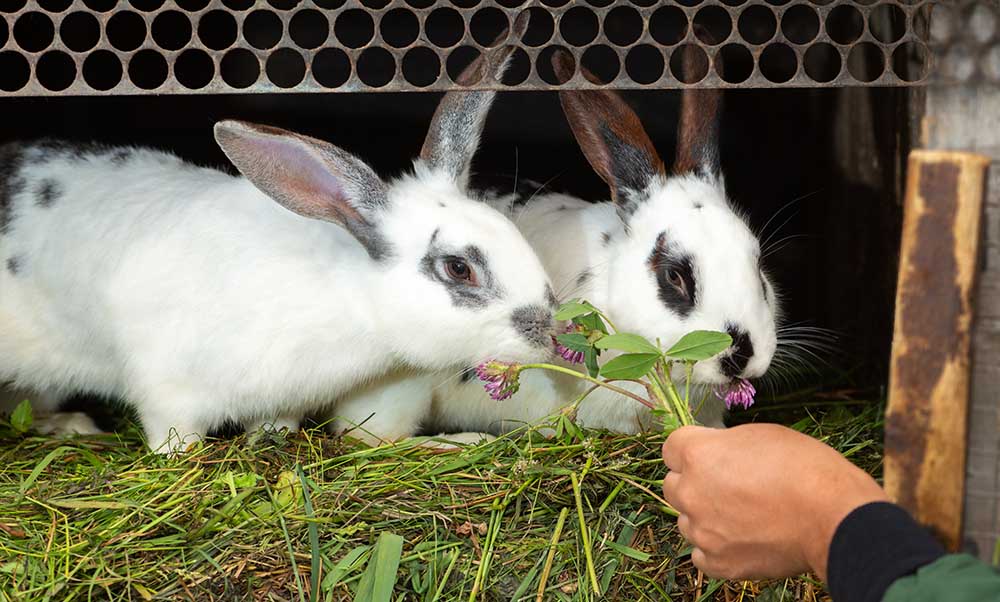 feeding two male rabbits