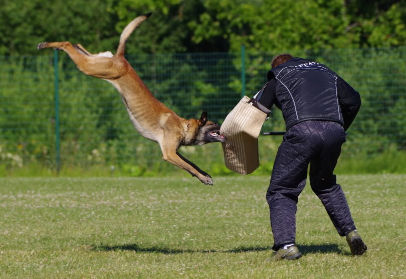 female belgian malinois