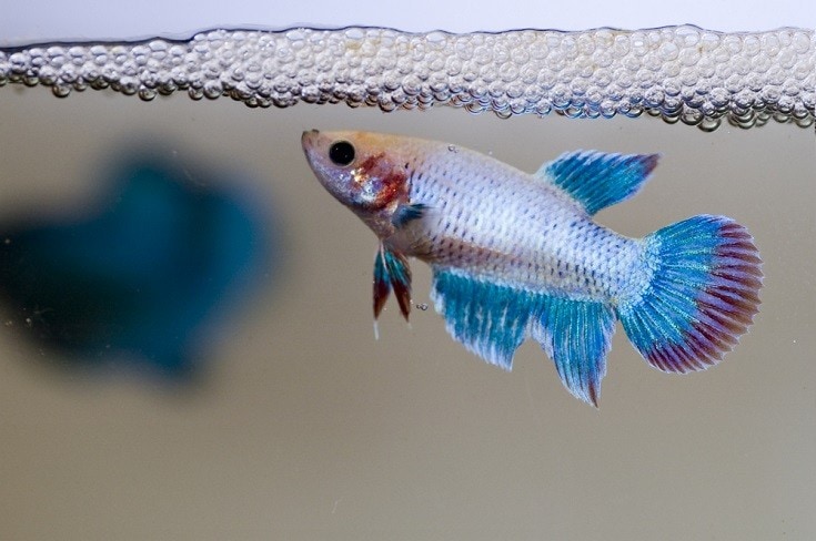 female betta with her eggs