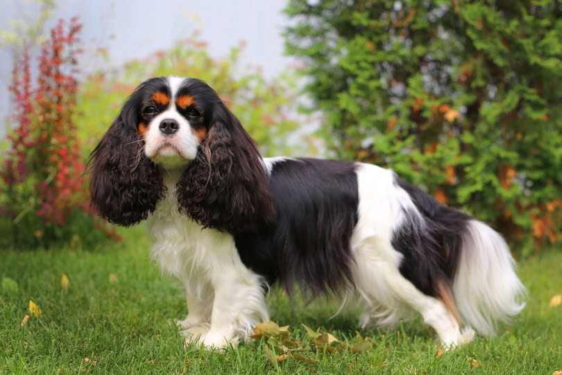 female cavalier charles king spaniel