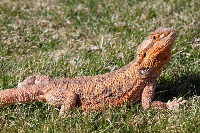 female citrus bearded dragon