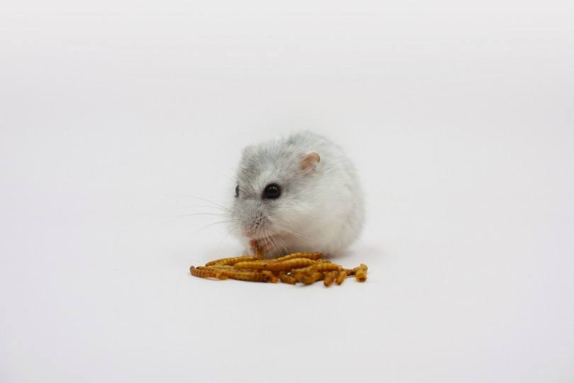 female-dwarf-hamster-eating-dried-mealworms_W10Studio_shutterstock