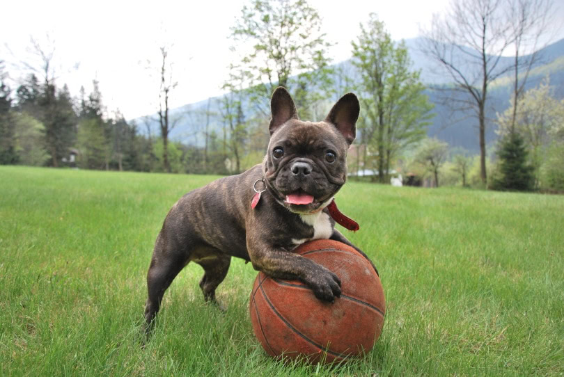 female french bulldog playing ball_
