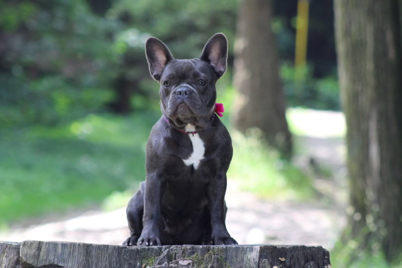 female french bulldog sitting