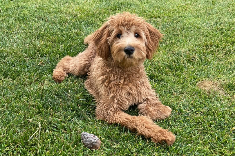 female goldendoodle puppy