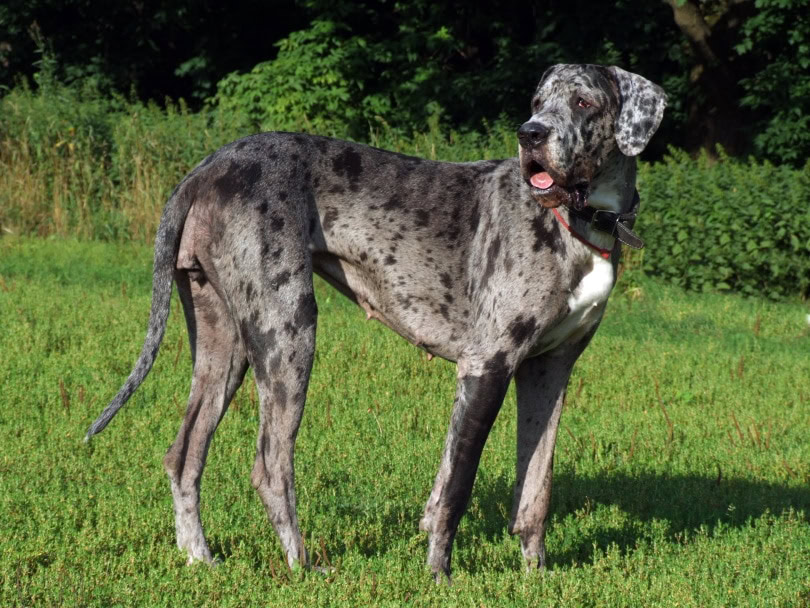 female great dane