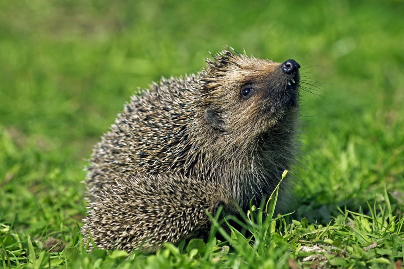 female hedgehog on the