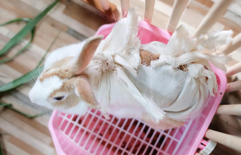 female lionhead rabbit after being spayed