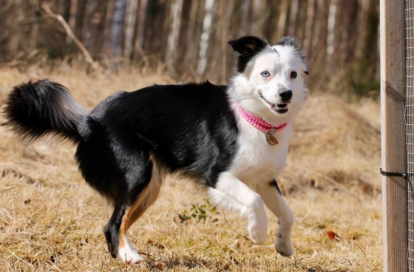 female miniature american shepherd