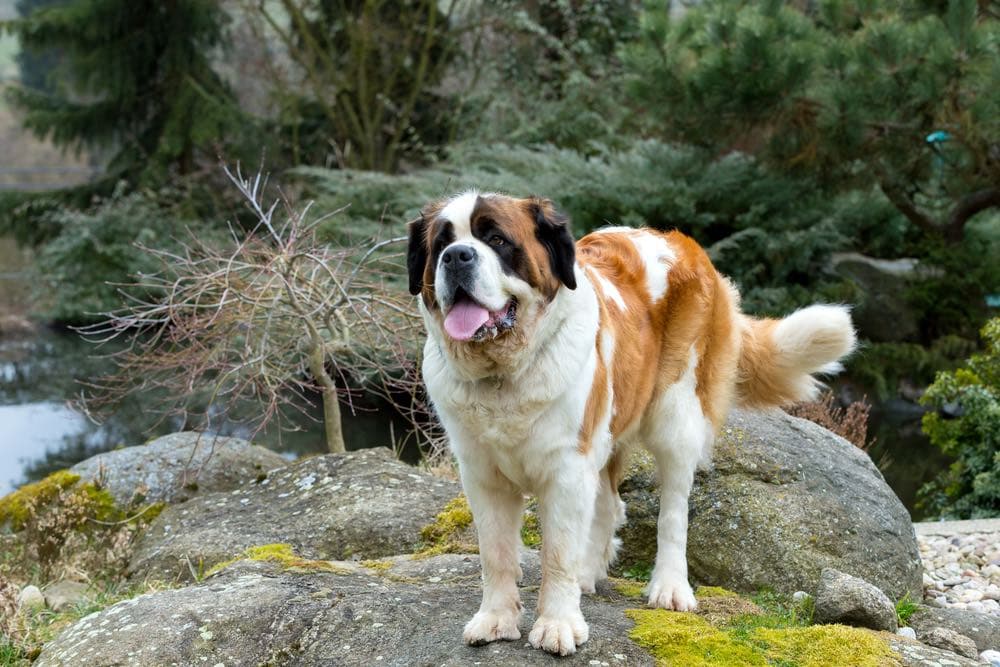 saint bernard outside_Artush, Shutterstock